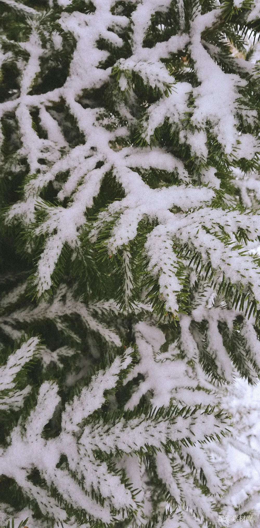 高清摄影 绿松树覆盖着白雪