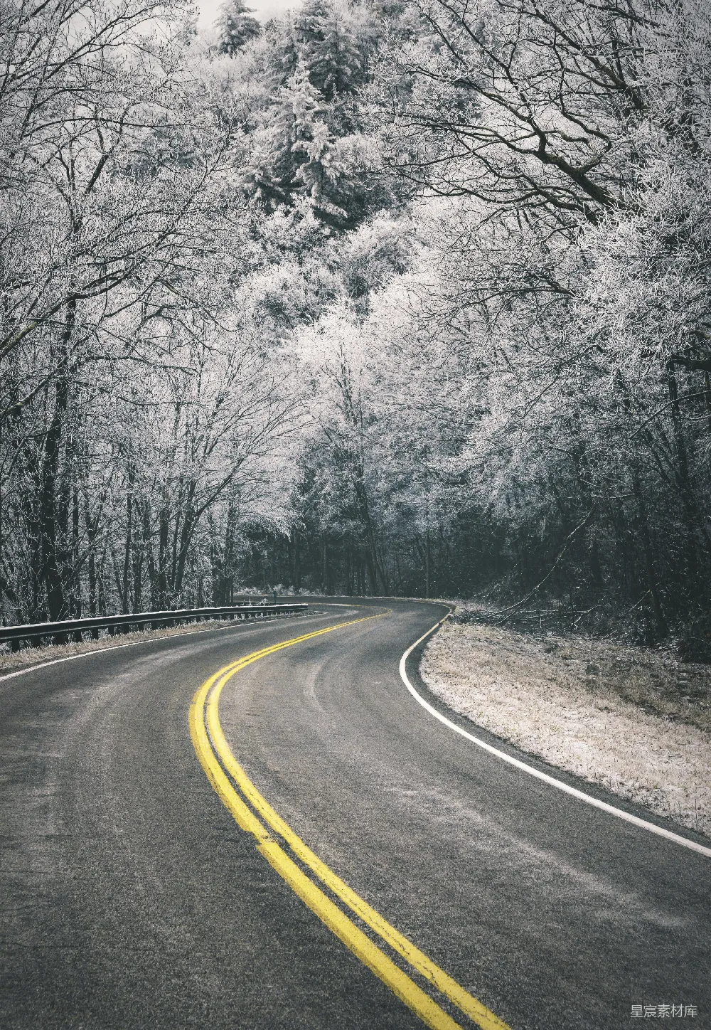 高清摄影 树间弯曲的道路空荡荡