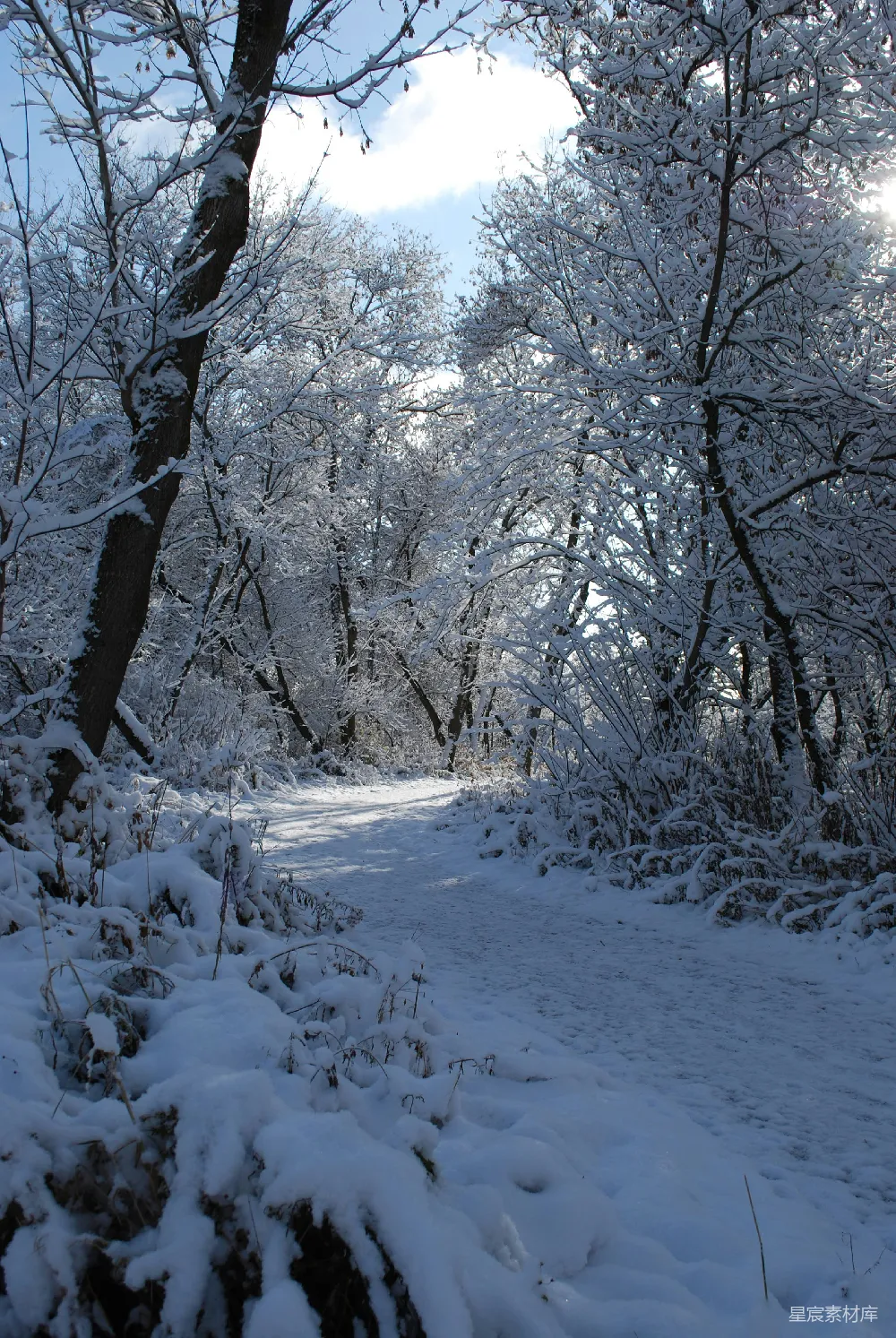高清摄影 一条穿过满是树木的雪林的小路