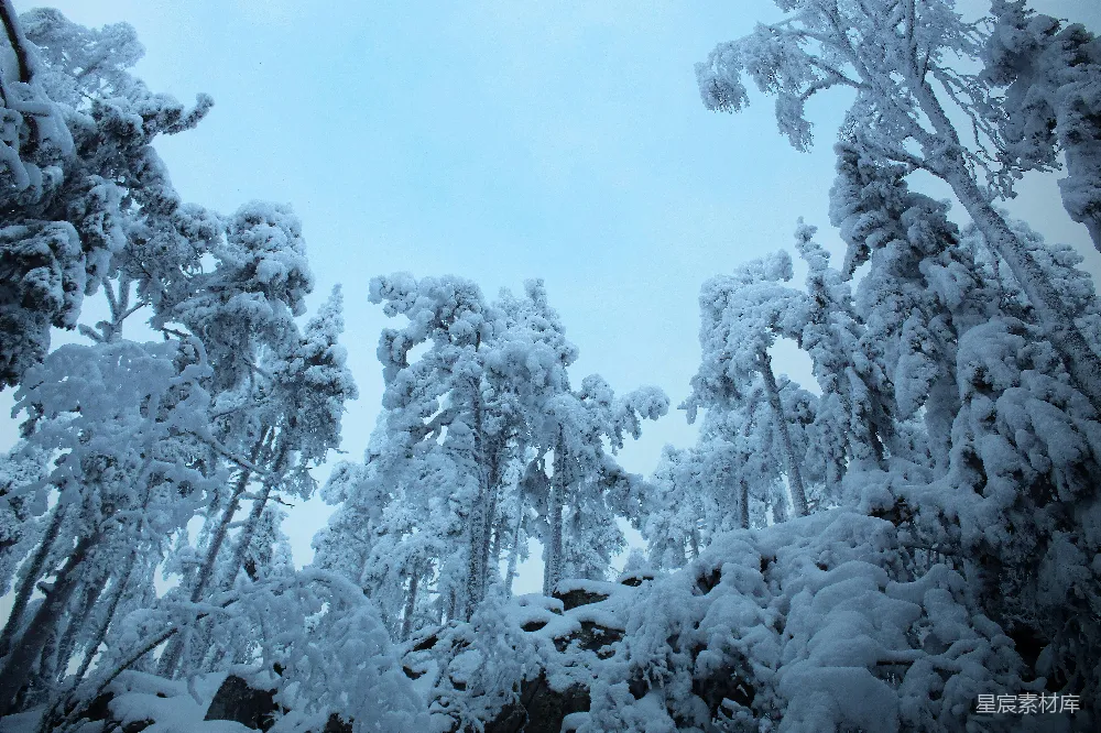 高清摄影 一群覆盖着白雪的树木