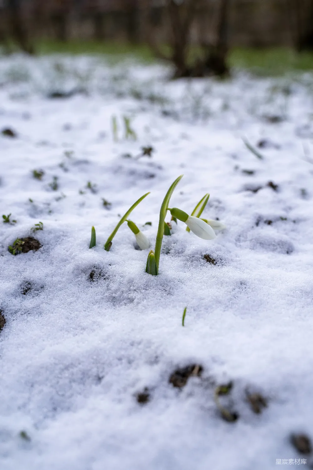 高清摄影 覆盖雪地上的绿色植物