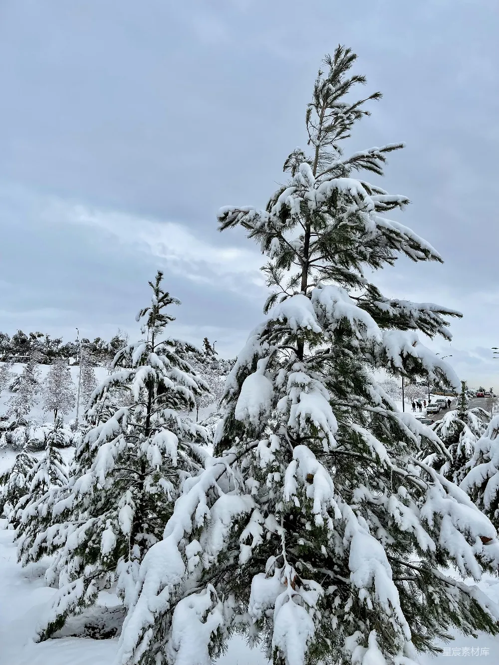 高清摄影 一群覆盖着白雪的松树