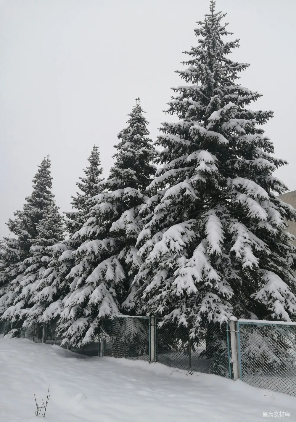 高清摄影 一片雪景中的树木