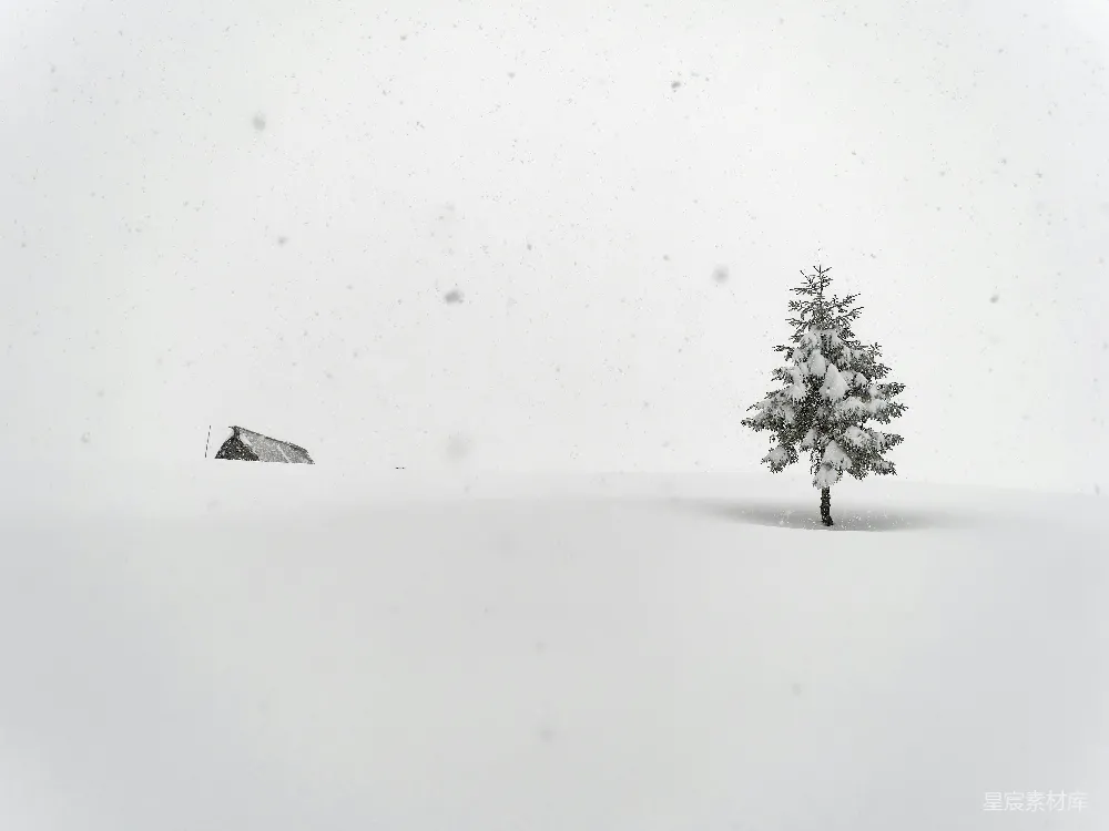 高清摄影 雪原中一棵孤独的树