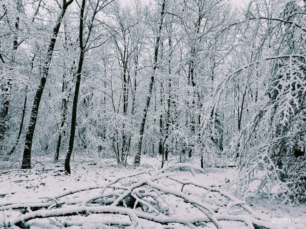 高清摄影 满是覆盖着白雪的树木的森林