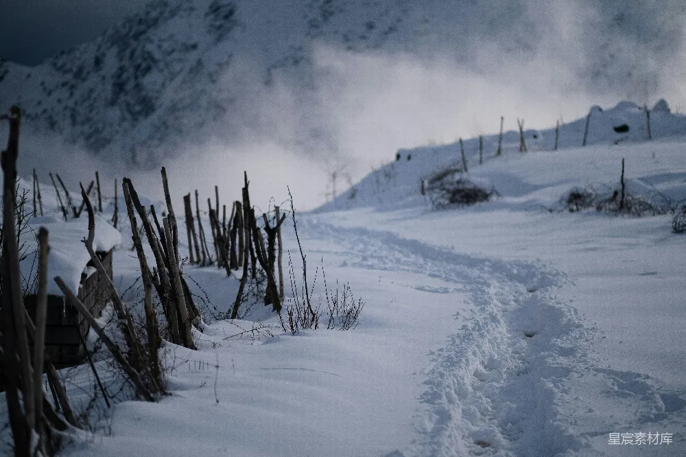 高清摄影 褐色的无叶树伫立在覆盖着白雪的地面上