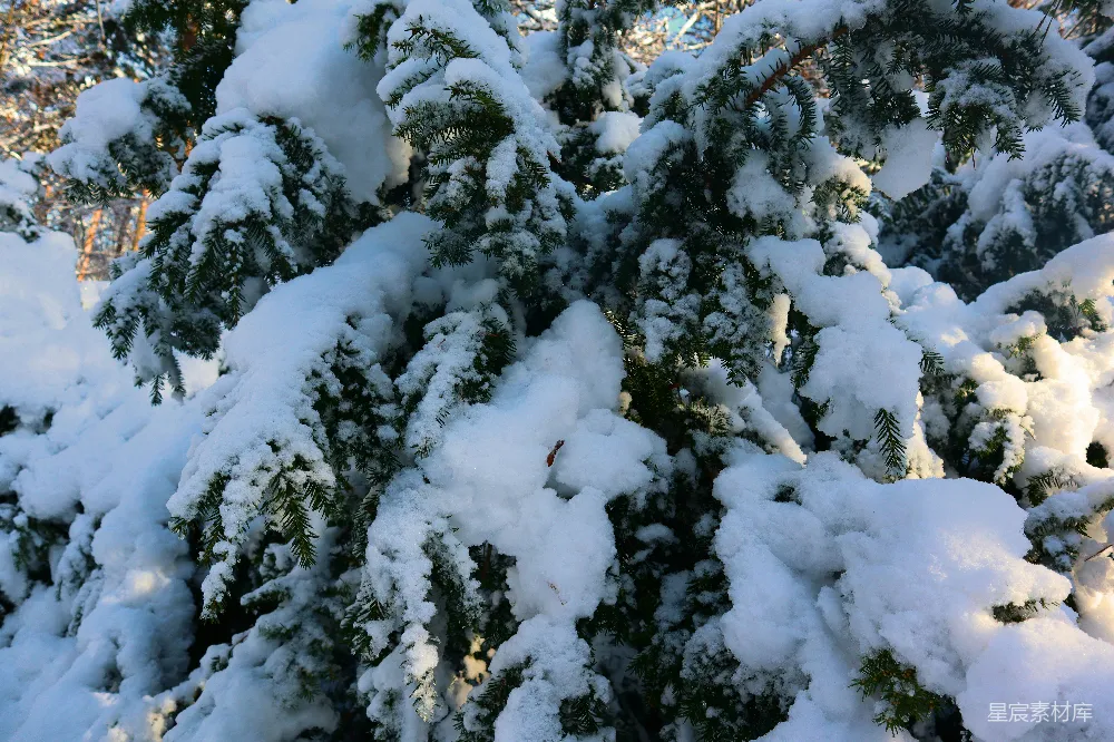 高清摄影 冬天覆盖着白雪的松树