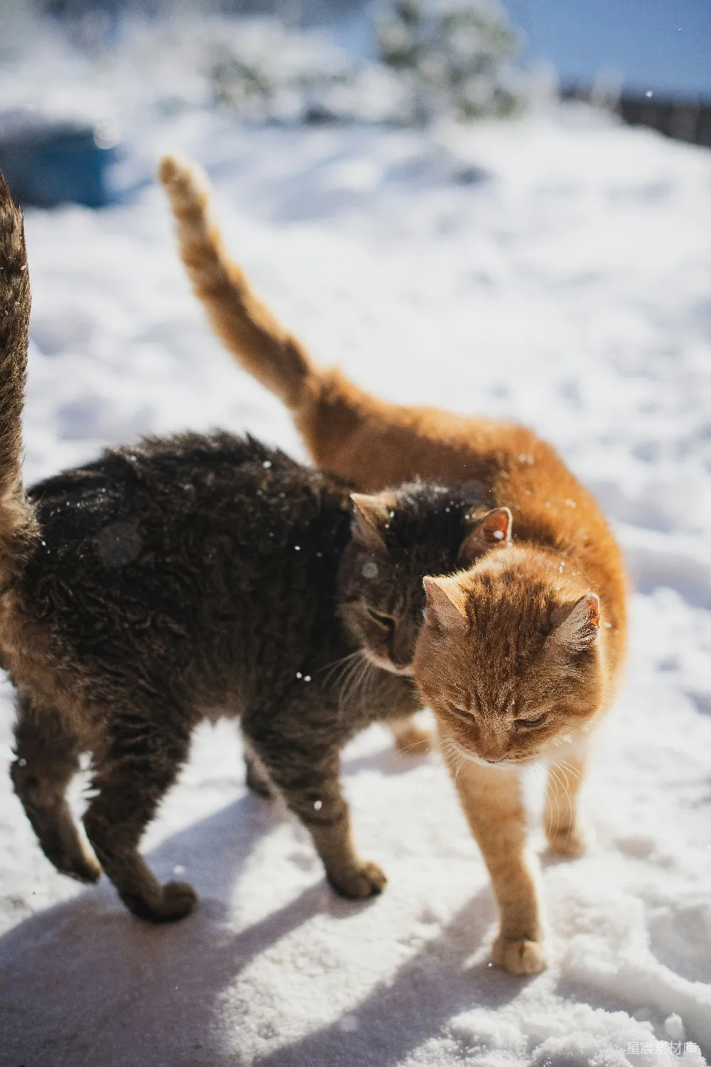 高清摄影 棕虎斑猫在雪覆盖的地面上白天行走。