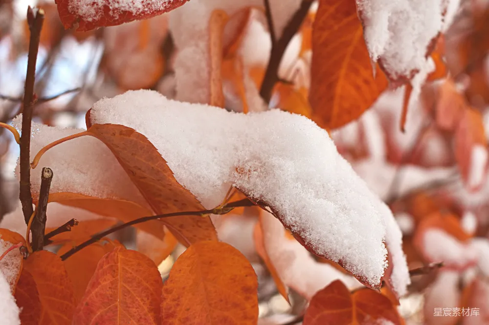 高清摄影 枝头上覆盖着一层雪的特写镜头