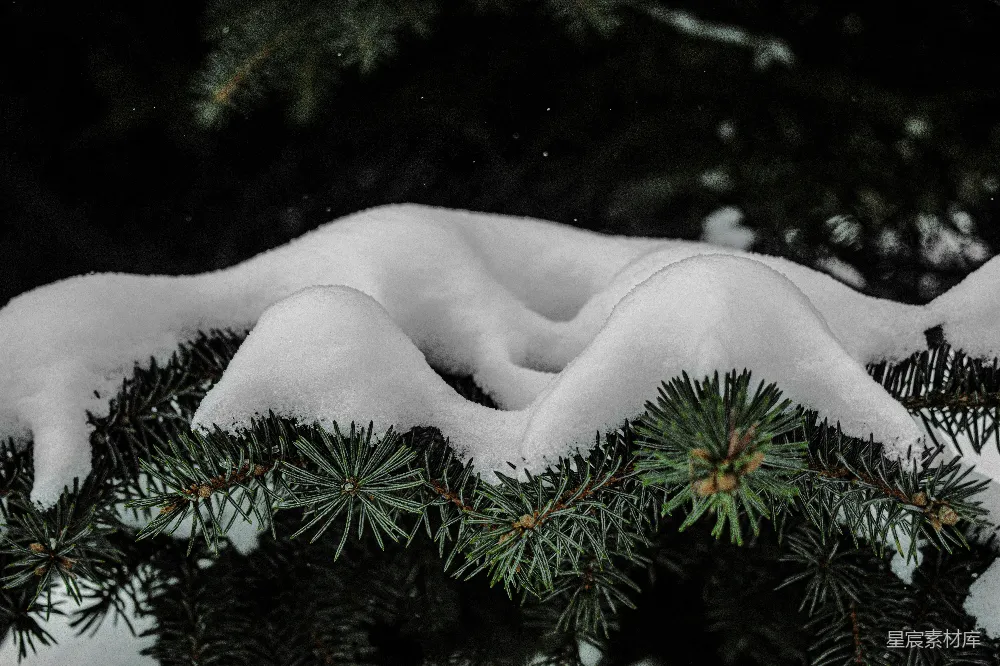 高清摄影 白雪覆盖的绿 Pine 树枝