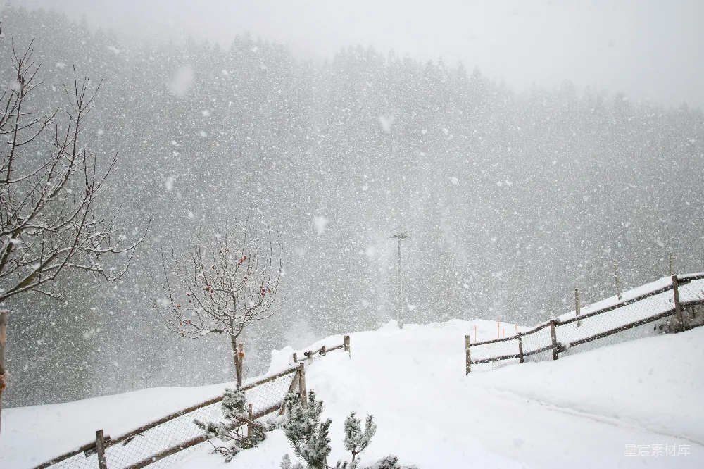 高清摄影 裸树覆盖着白雪
