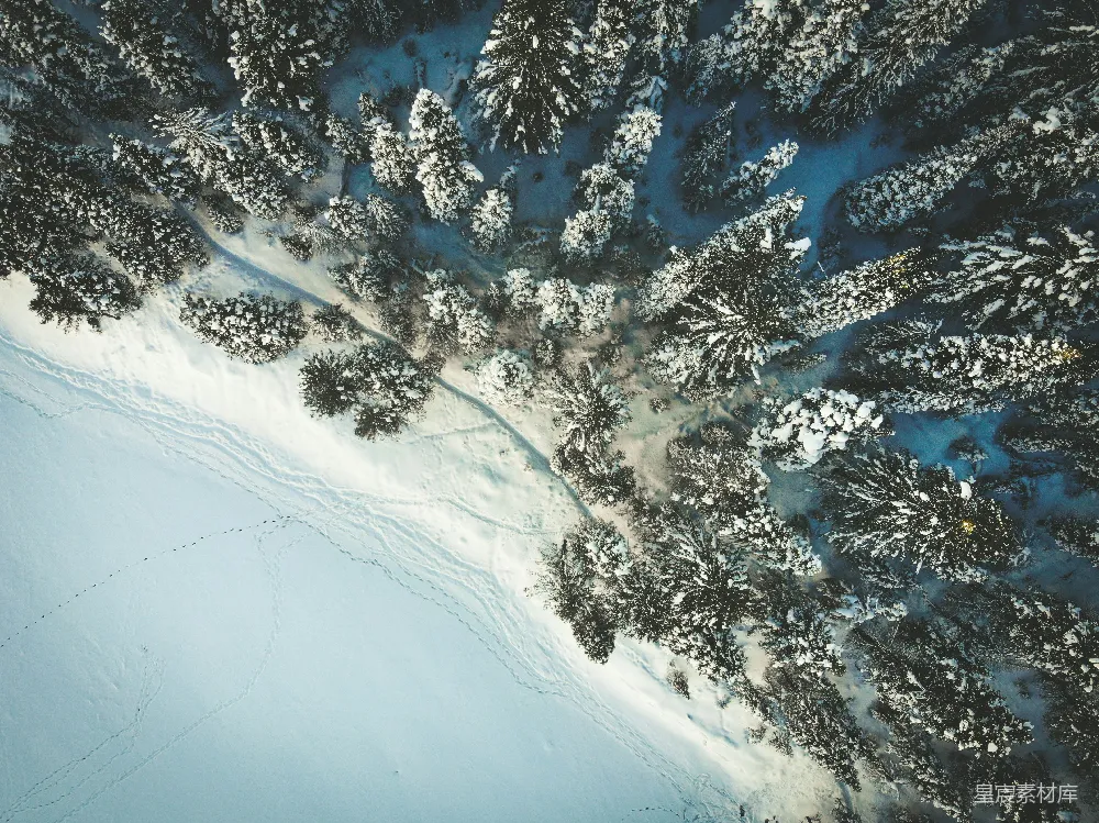高清摄影 白天树木覆雪