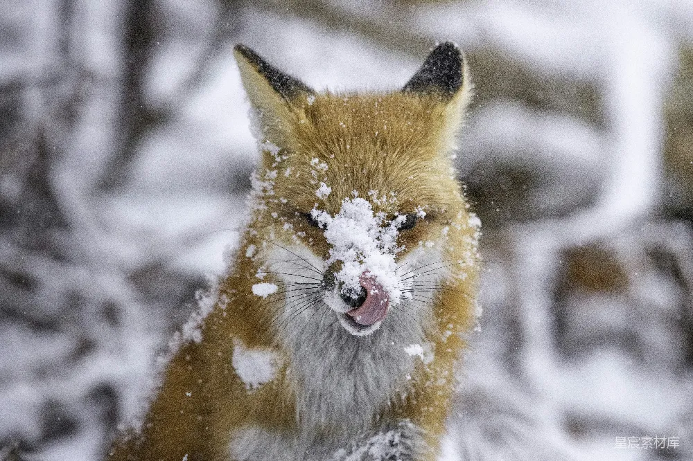 高清摄影 雪地中的狐狸特写