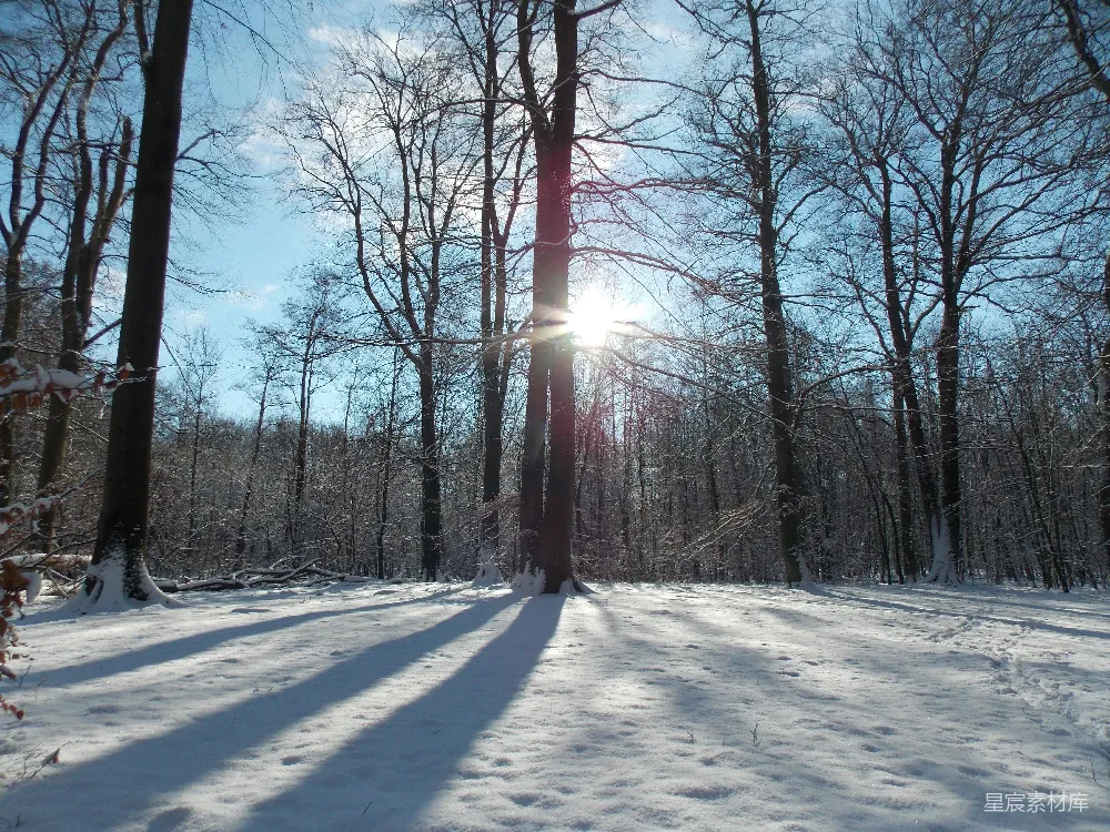 高清摄影 雪地里阳光透过树梢照耀着。