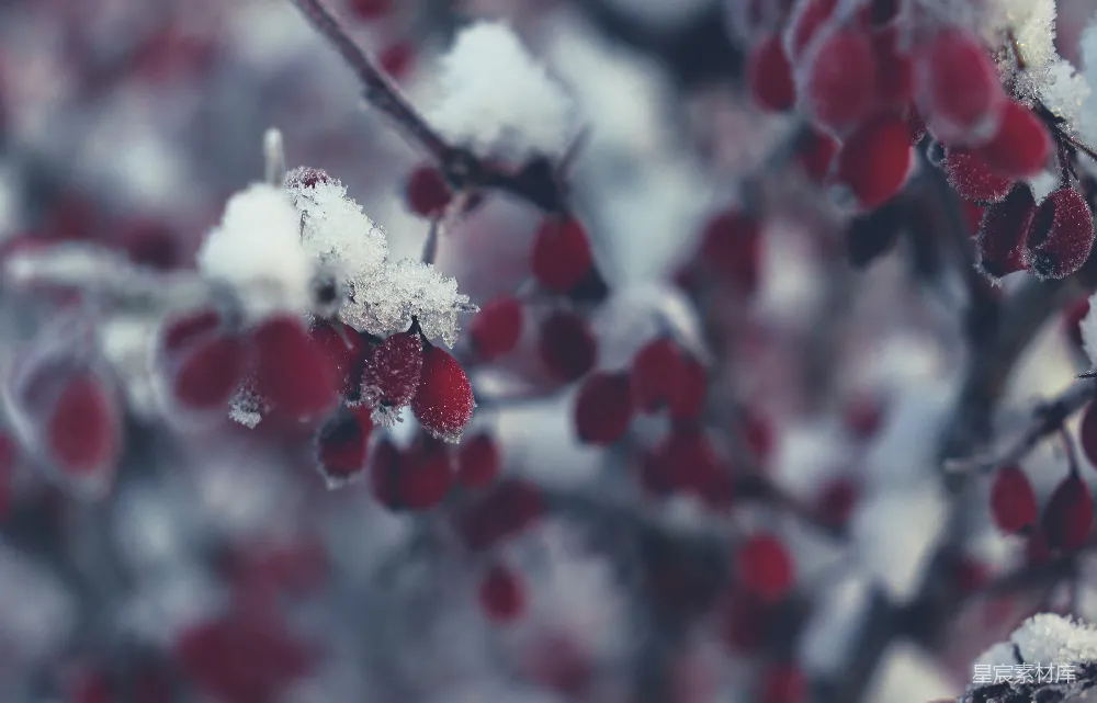 高清摄影 一 bunch 蔓延 的 草莓 淹没 在 雪中