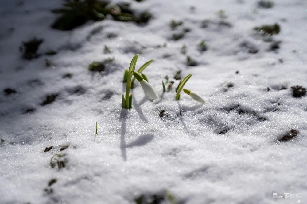 高清摄影 雪地上的绿植