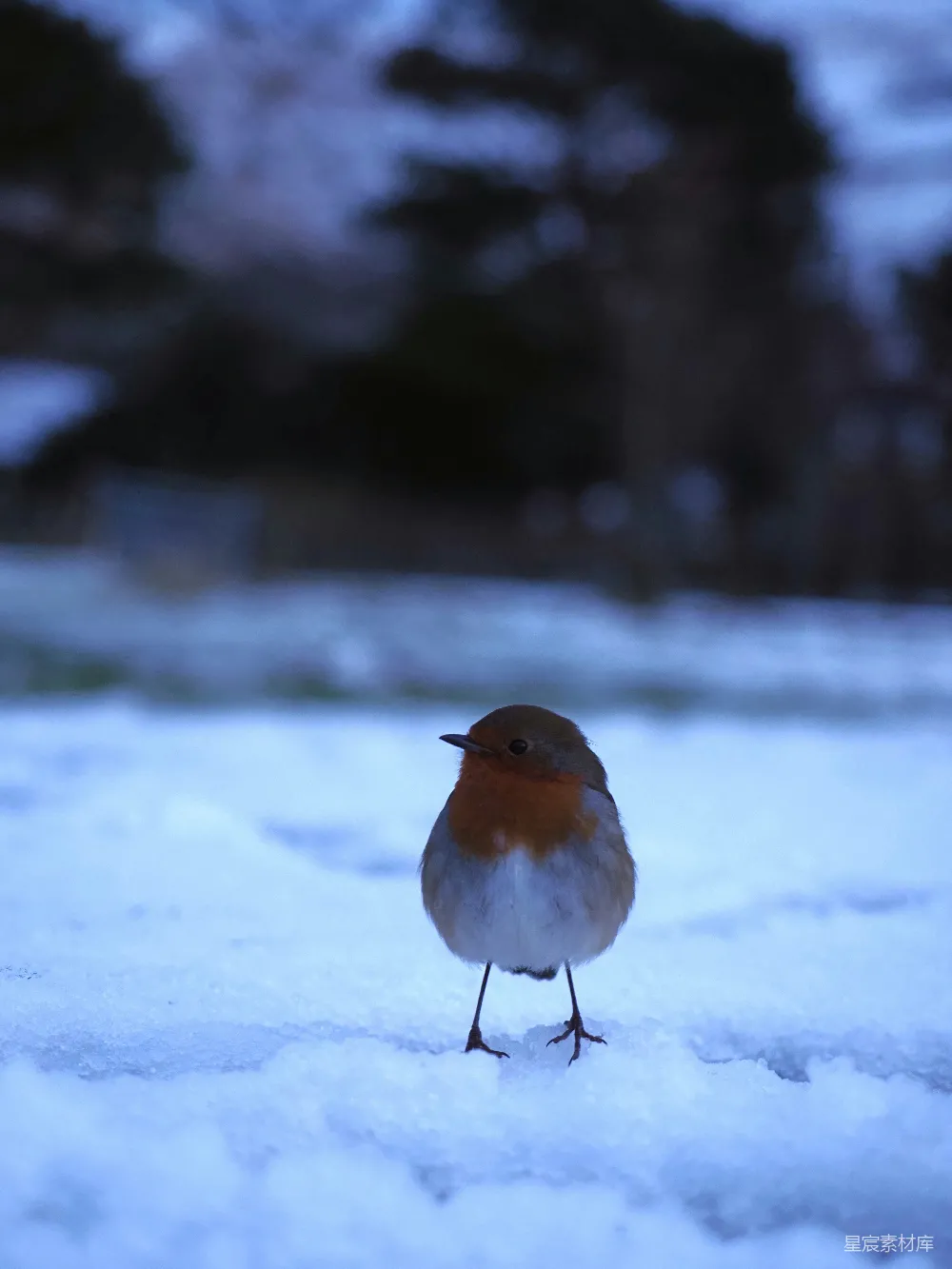 高清摄影 一只小鸟站在雪中。
