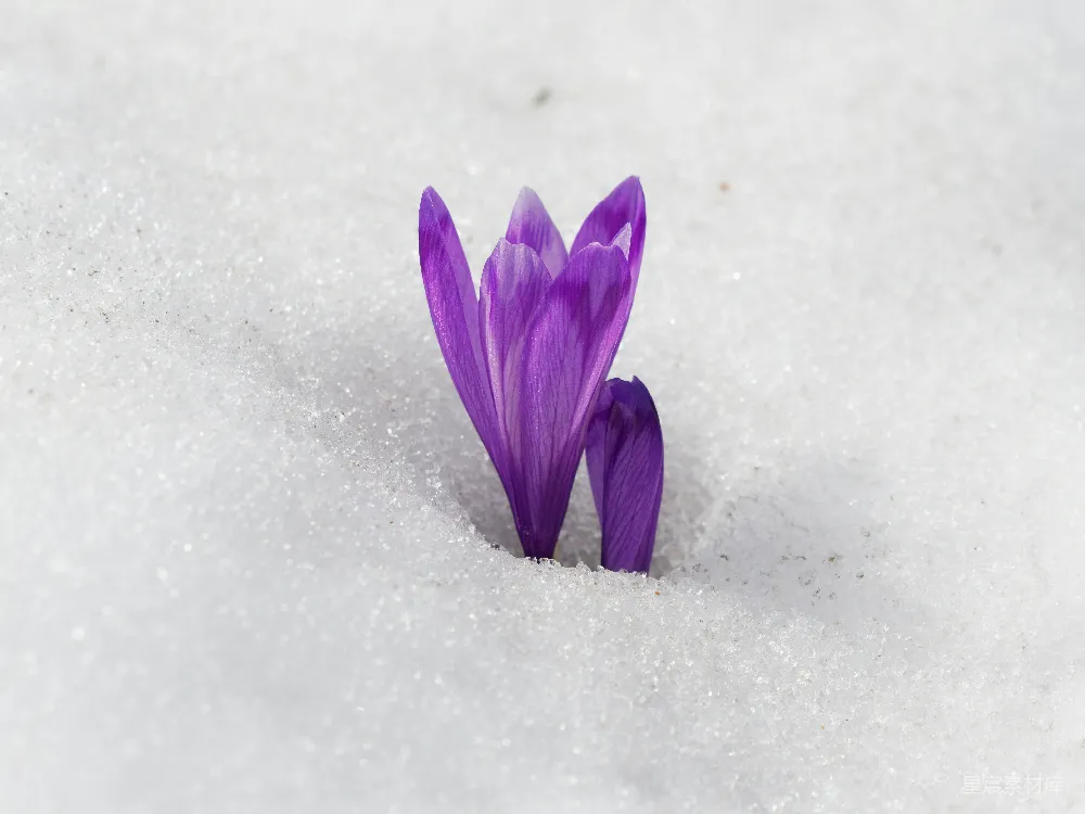 高清摄影 一朵单瓣的紫花坐在雪中