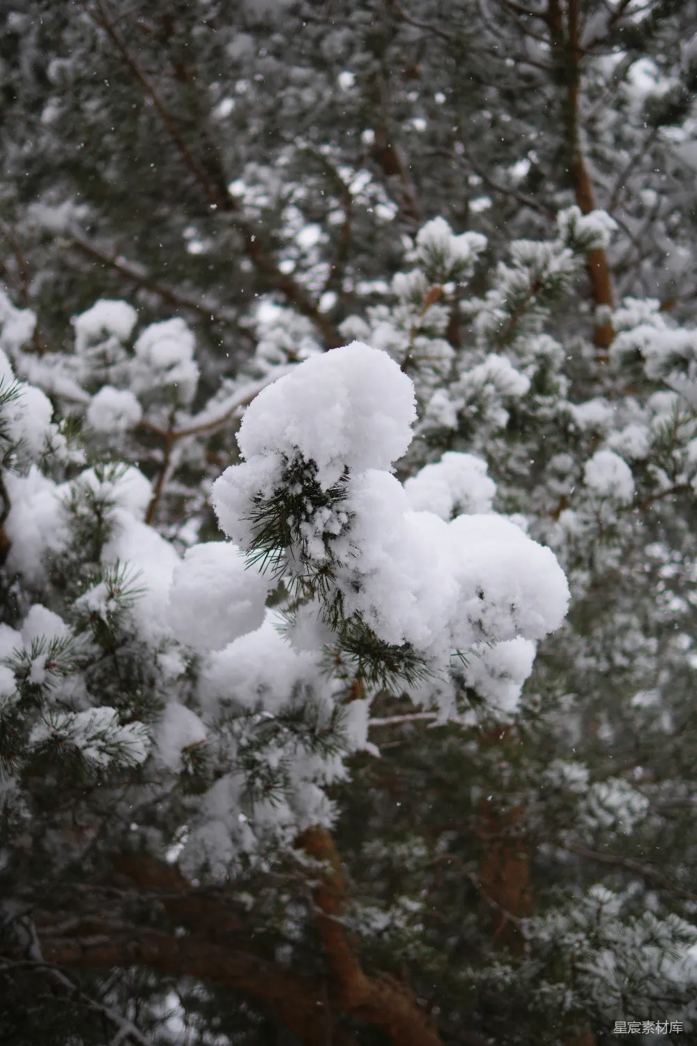 高清摄影 森林里一棵覆盖着白雪的松树