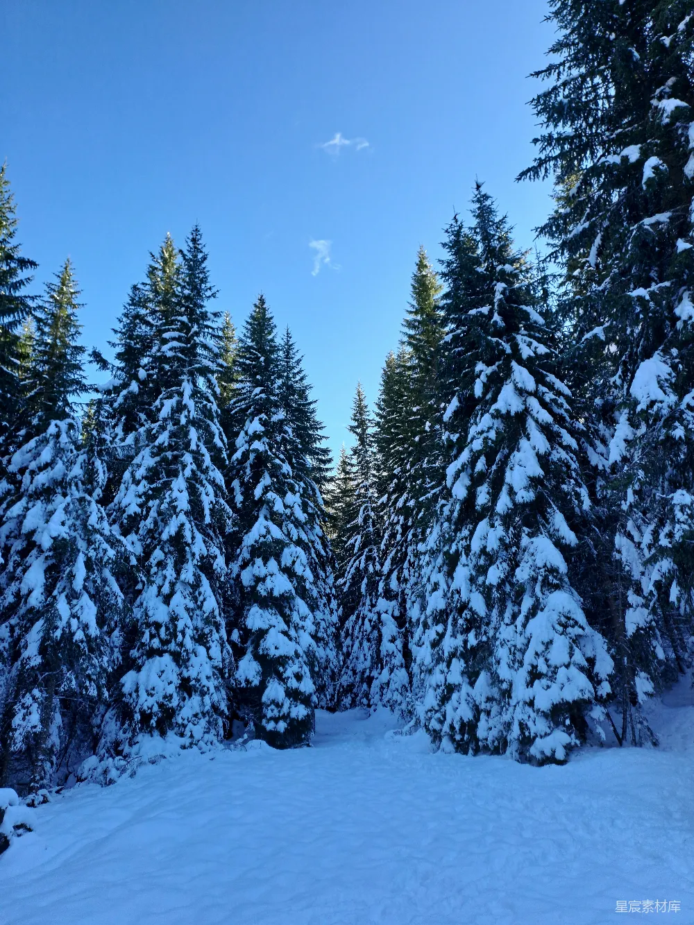 高清摄影 覆盖着白雪的森林里充满了树木