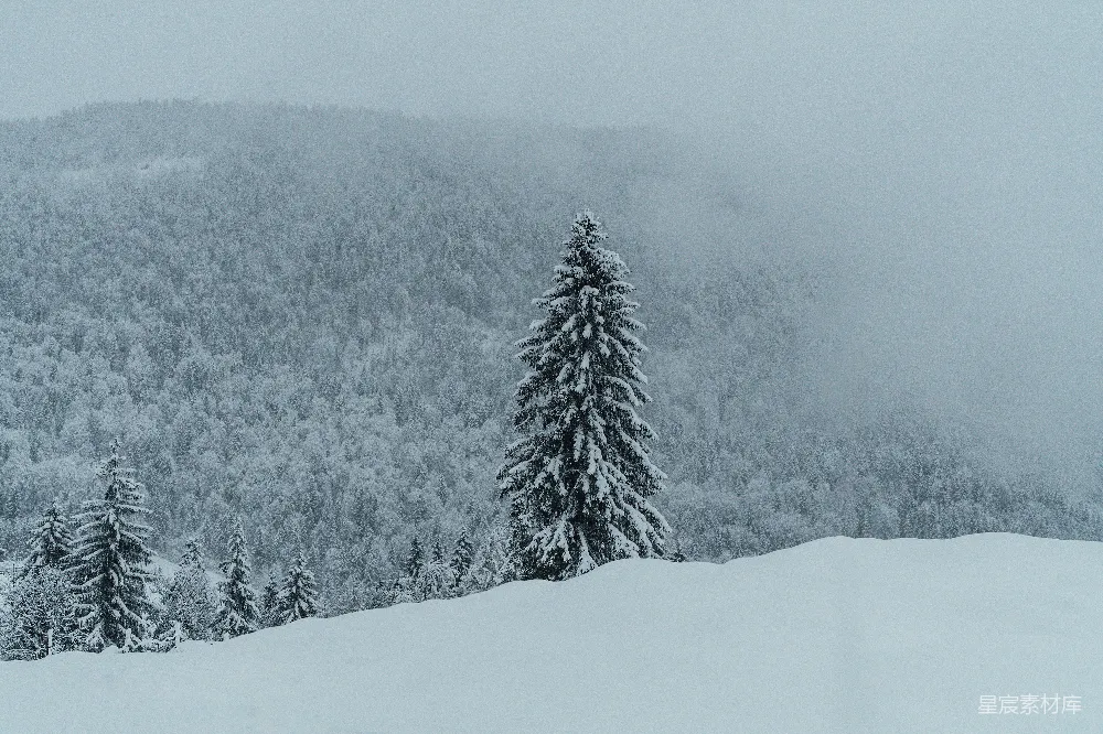 高清摄影 灰天雪地里 pine 树下的白沙
