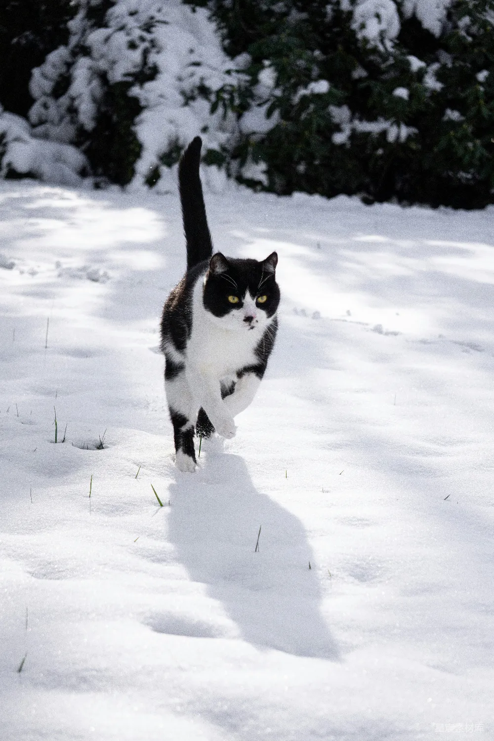 高清摄影 一只黑白相间的猫在雪地里行走
