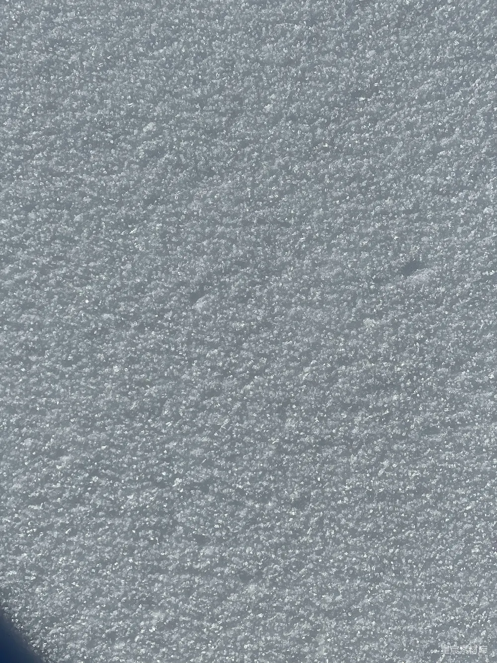 高清摄影 一只鸟站在覆盖着白雪的地上