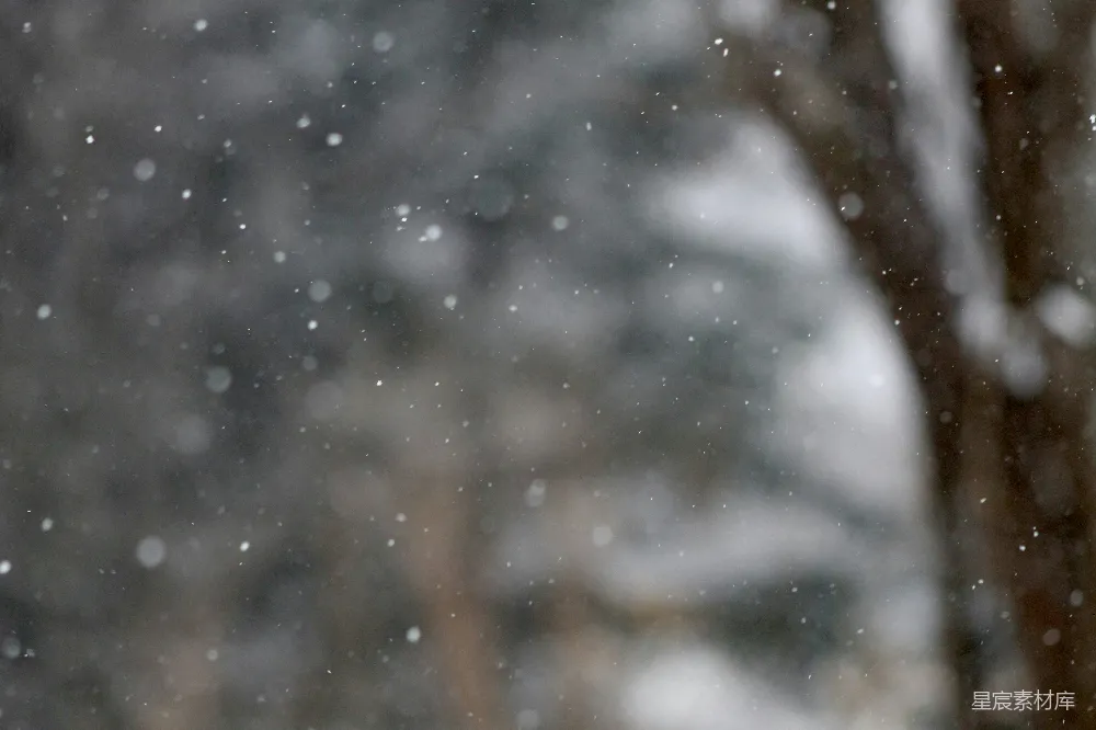 高清摄影 雪地里一棵模糊的照片