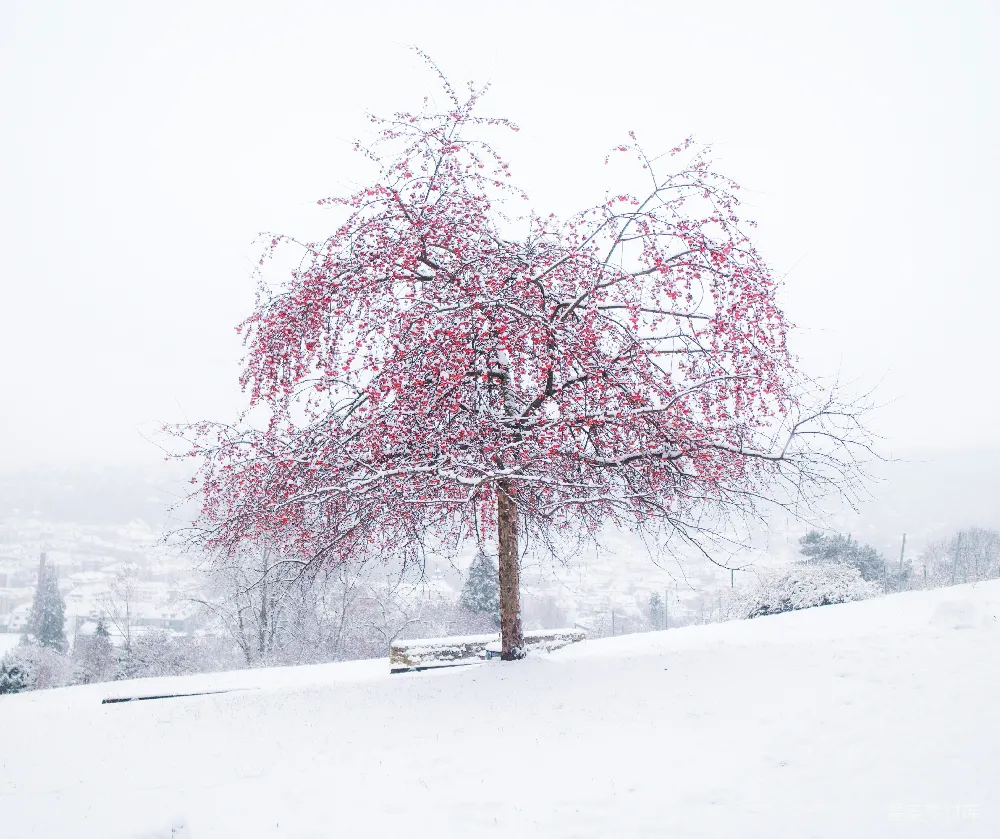 高清摄影 白天覆盖雪地上的粉红叶片树