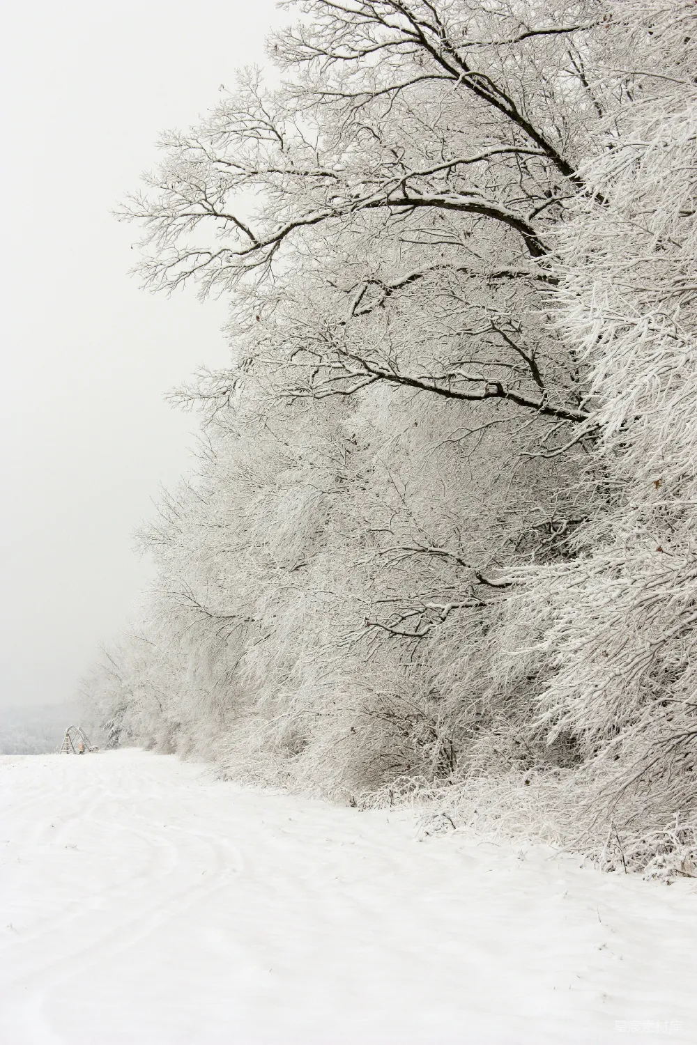 高清摄影 裸树覆盖着白雪