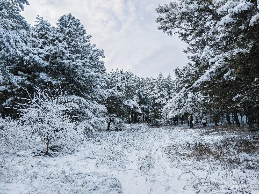 高清摄影 覆盖着白雪的树木
