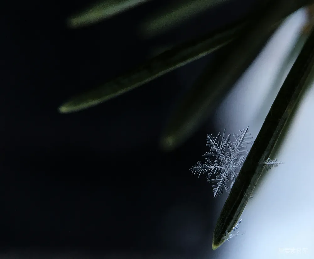 高清摄影 弗林奇市一片松针上的雪花晶体特写镜头