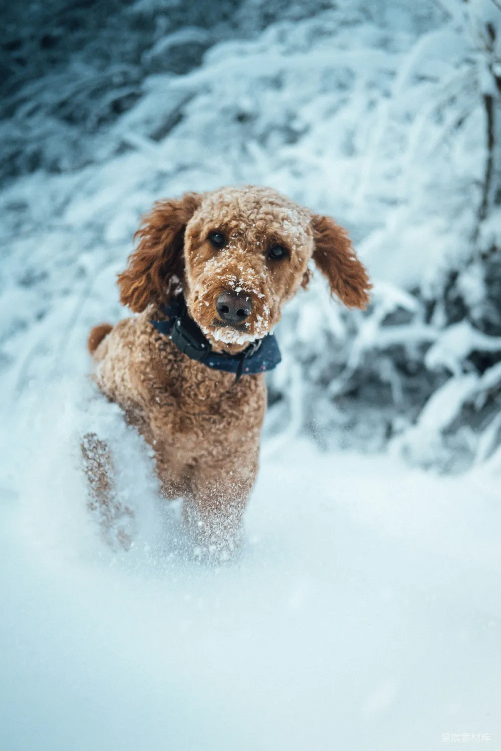 高清摄影 一只小棕色的狗站在雪中