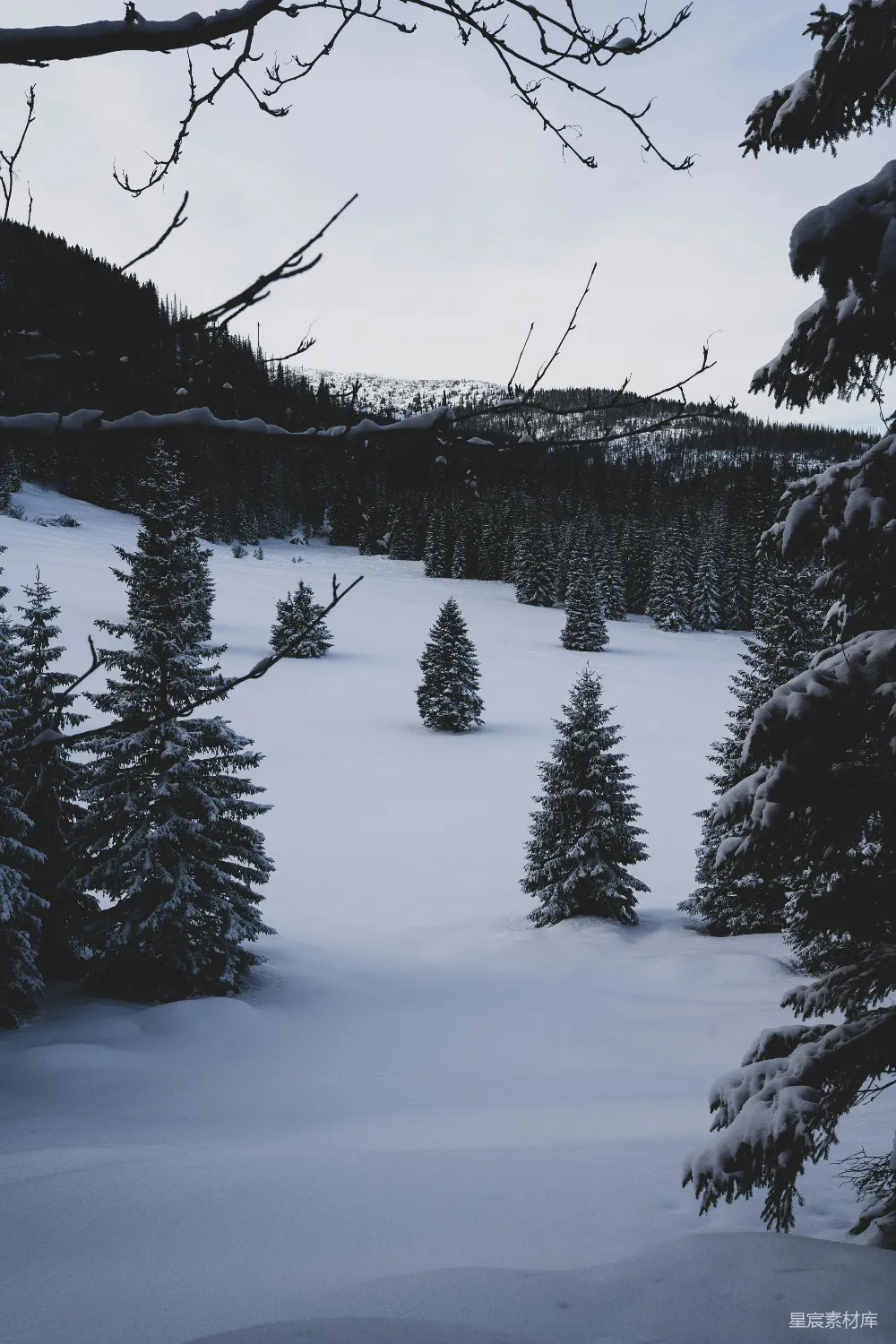 高清摄影 前景中有树木的雪景