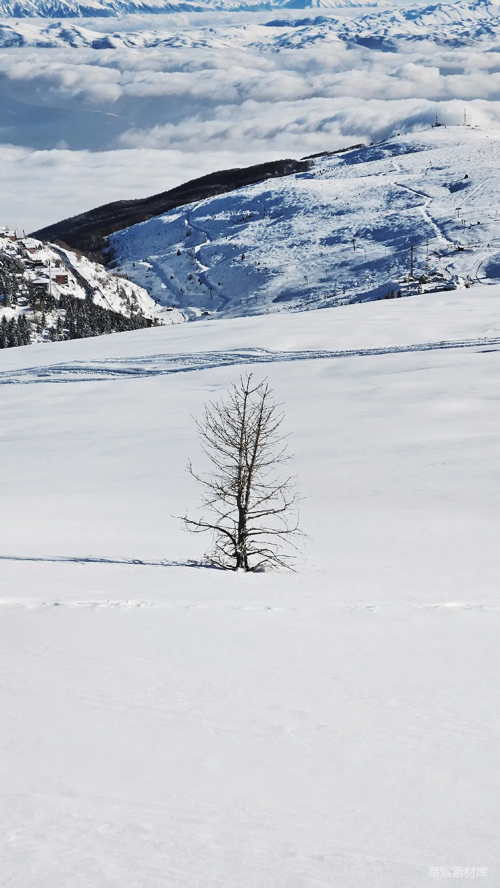 高清摄影 雪原中一棵孤独的树
