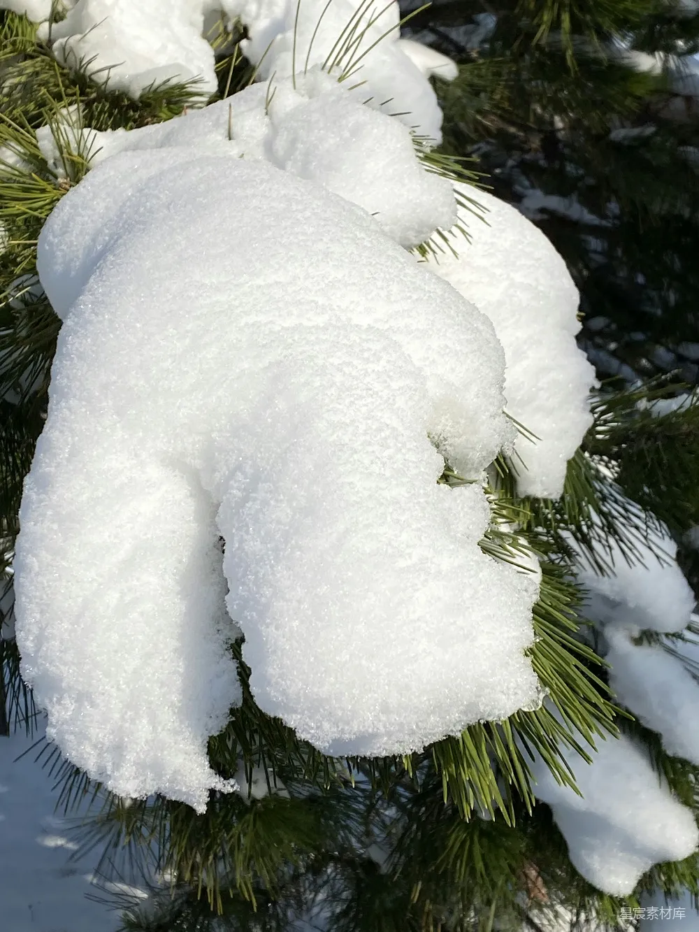 高清摄影 一棵覆满白雪的松树特写