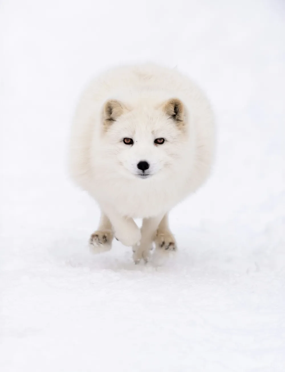 高清摄影 一只小白狗在雪地里奔跑。