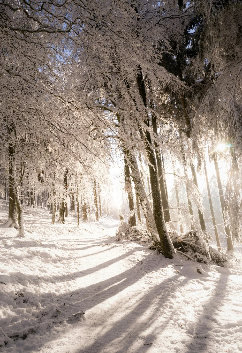 高清摄影 白天树木覆雪