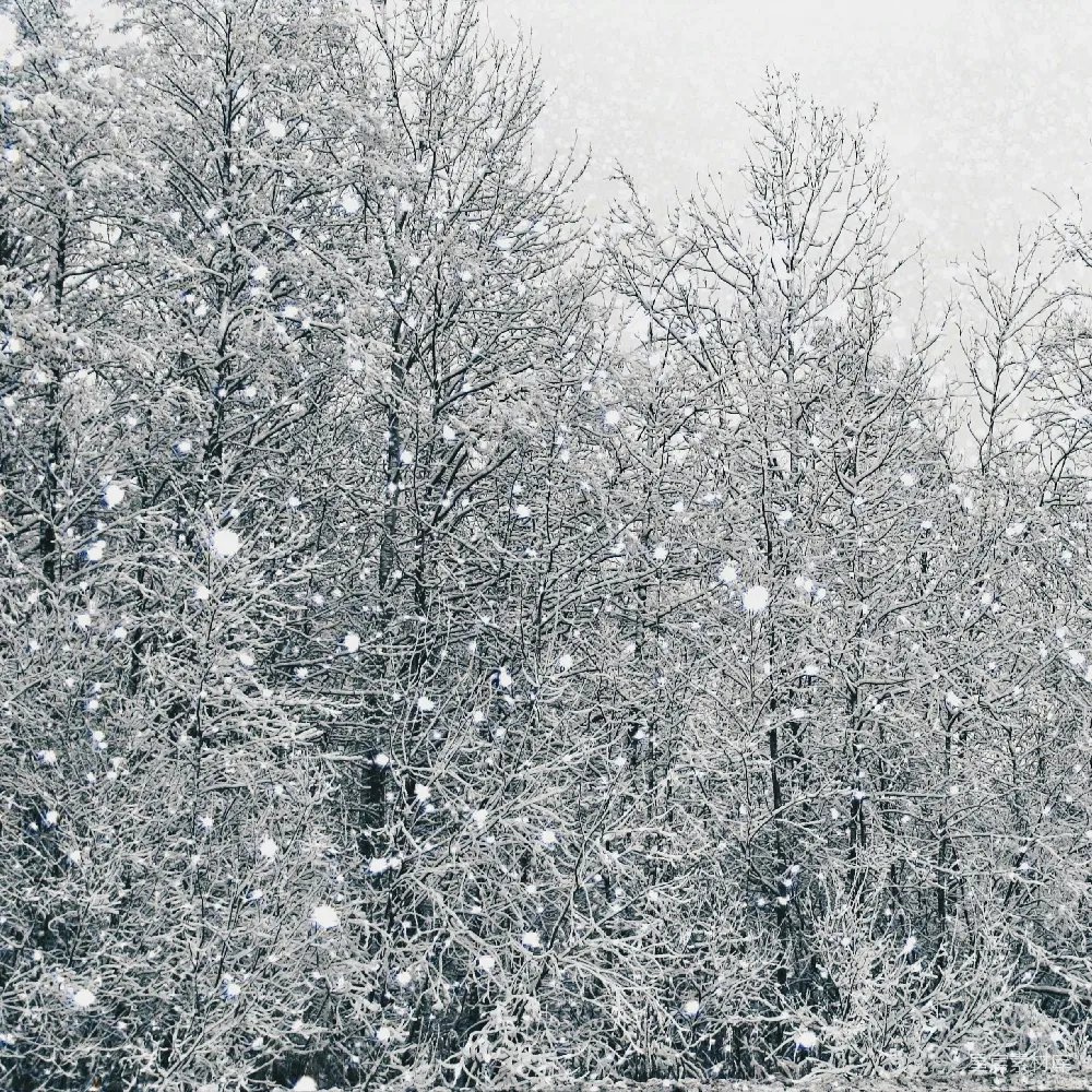高清摄影 森林中雪花落在光秃秃的树上。
