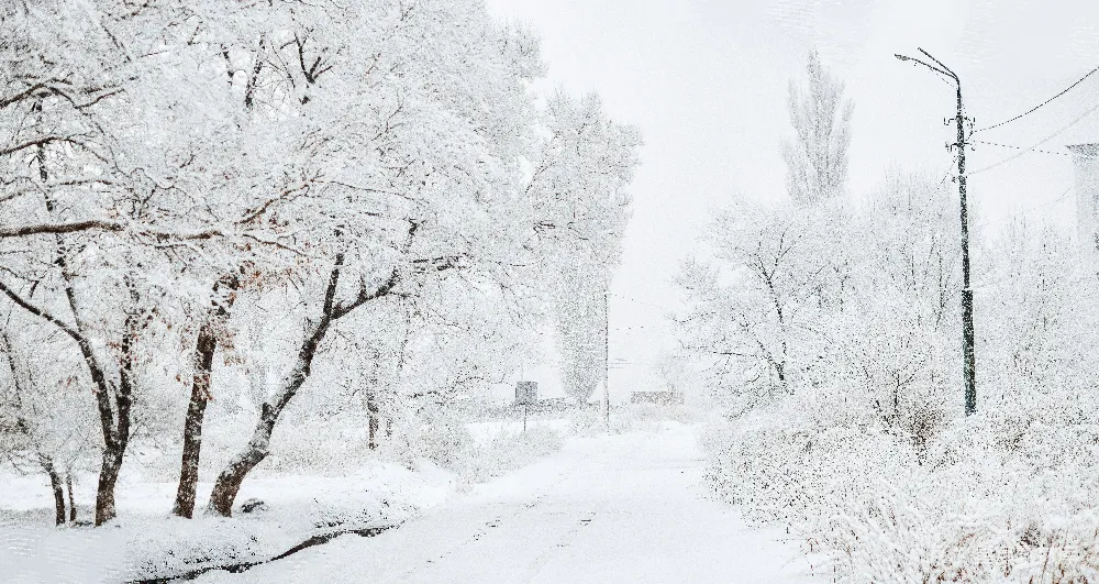高清摄影 白天树木和道路被雪覆盖