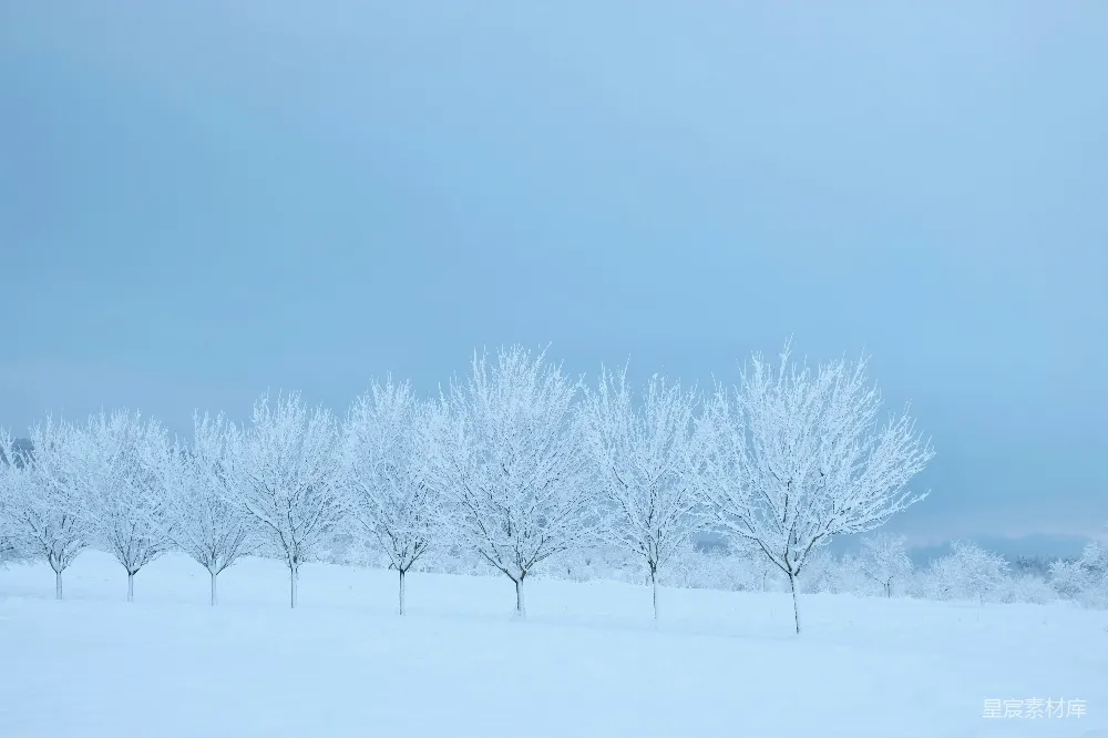高清摄影 覆盖着白雪的树木和地面