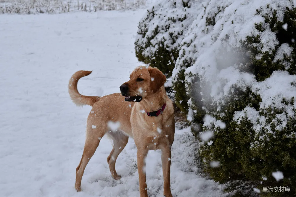 高清摄影 雪地里一只狗站在一棵树旁边