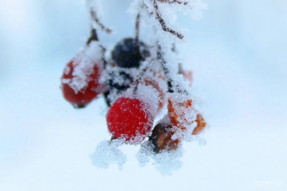 高清摄影 枝头覆盖着白雪的浆果