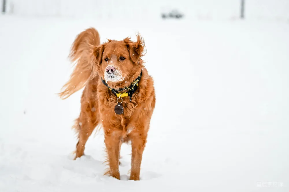 高清摄影 一只棕色的狗站在雪中张开嘴。
