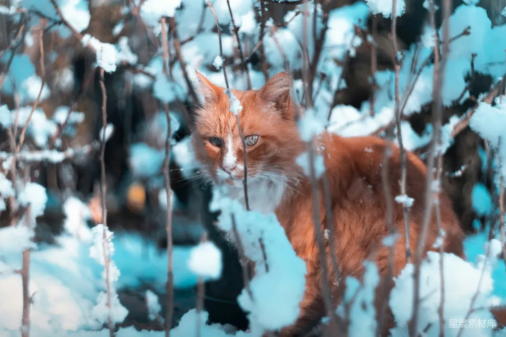 高清摄影 橙色猫