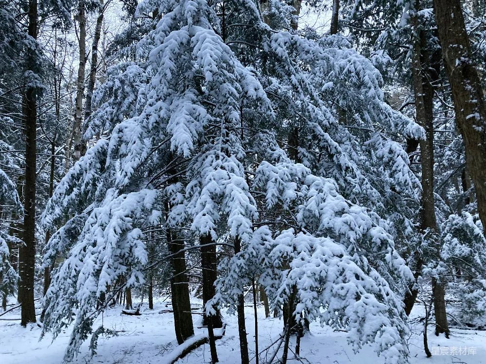 高清摄影 覆盖着白雪的森林里充满了树木