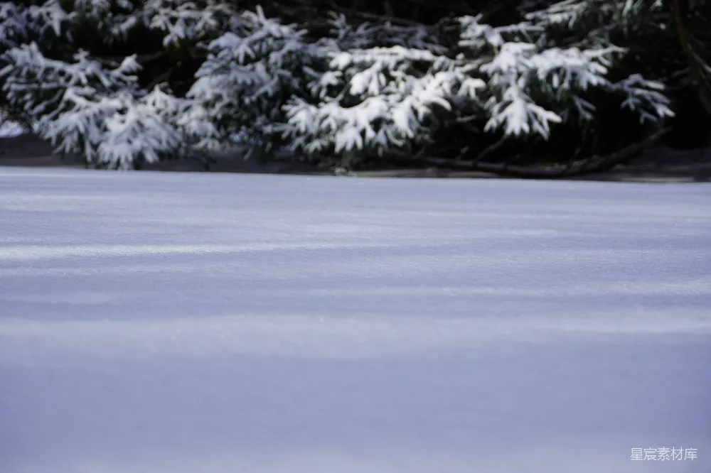 高清摄影 背景中有树的雪覆盖田野