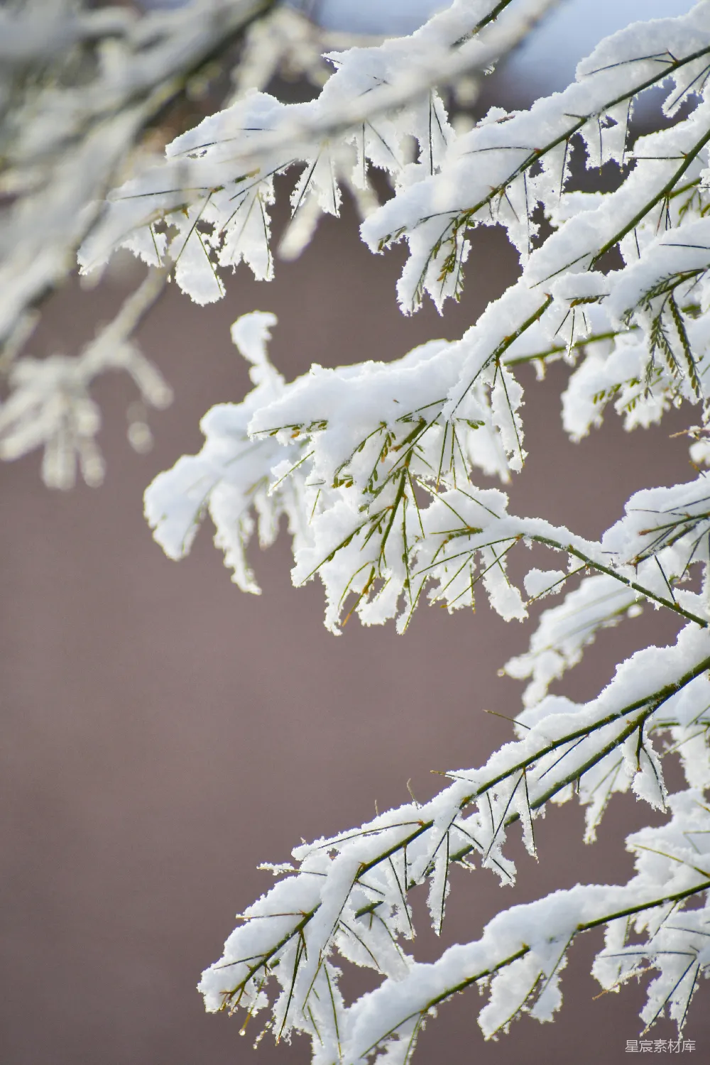 高清摄影 树梢上的白雪