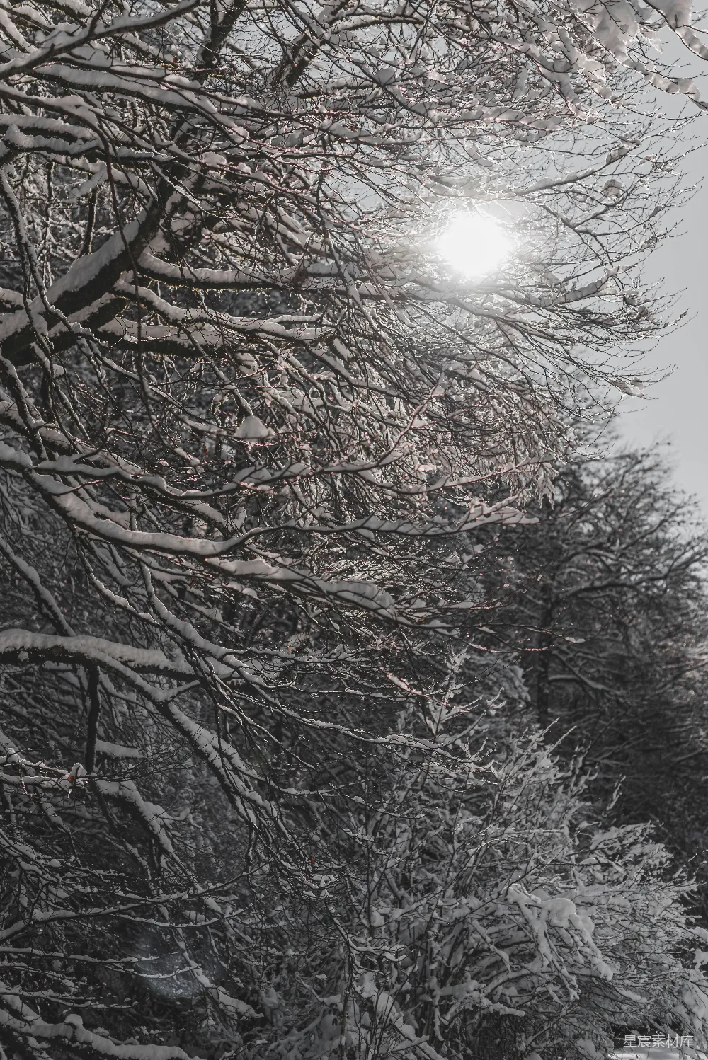 高清摄影 覆盖着白雪的树木