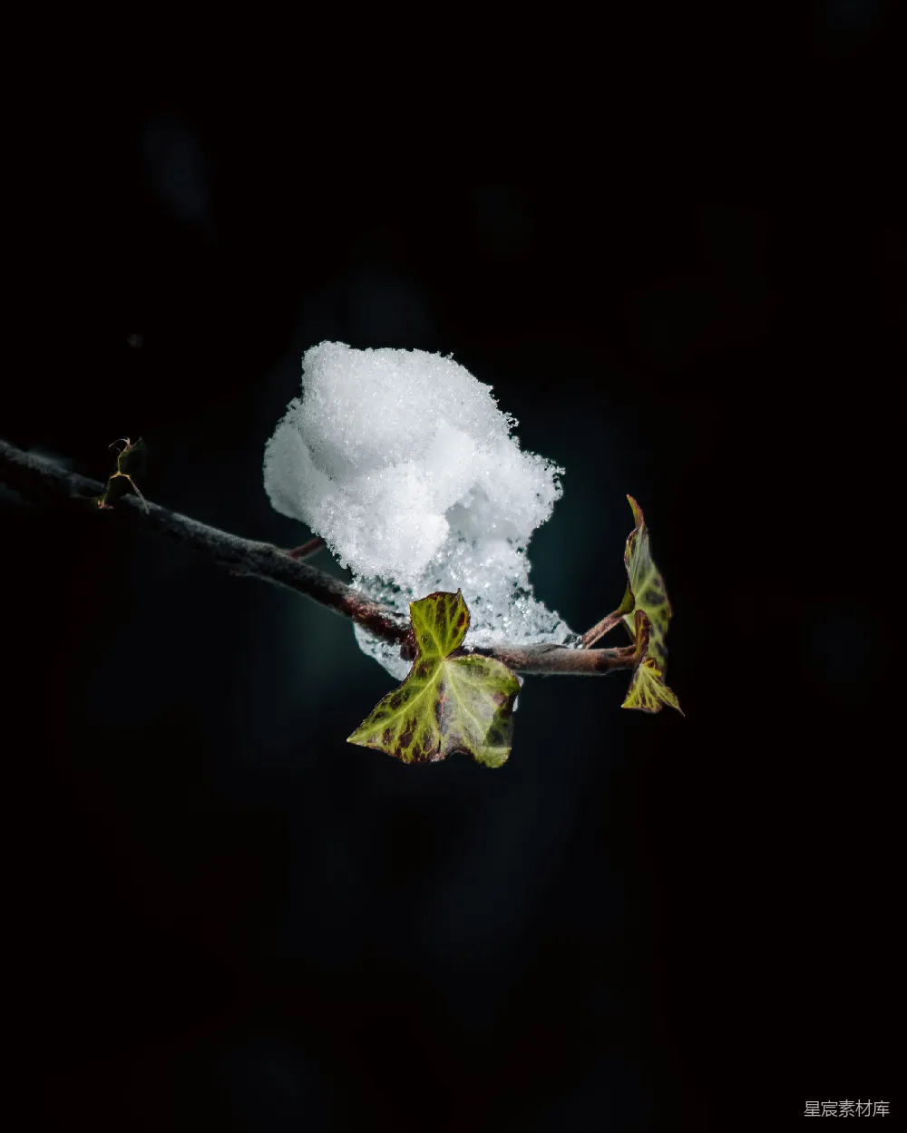 高清摄影 一根覆盖着树叶和白雪的树枝